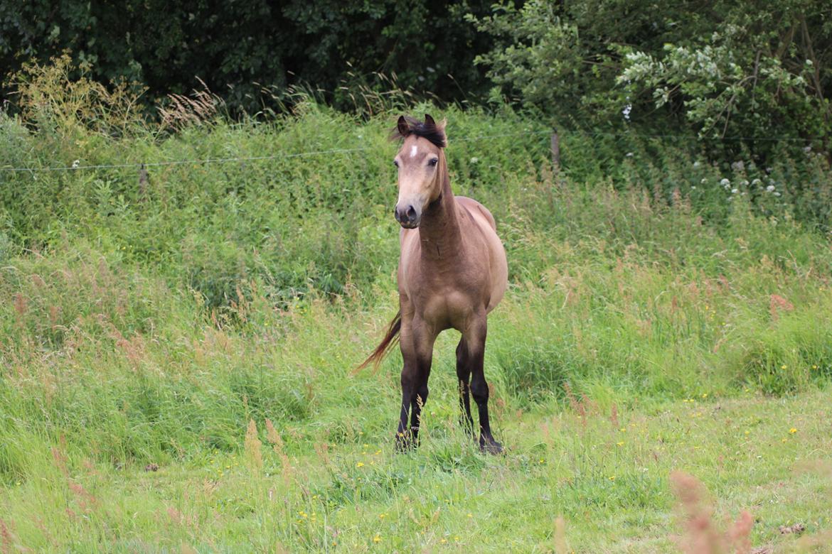 Welsh Partbred (Sec F) Aastrupgaards tornado billede 9