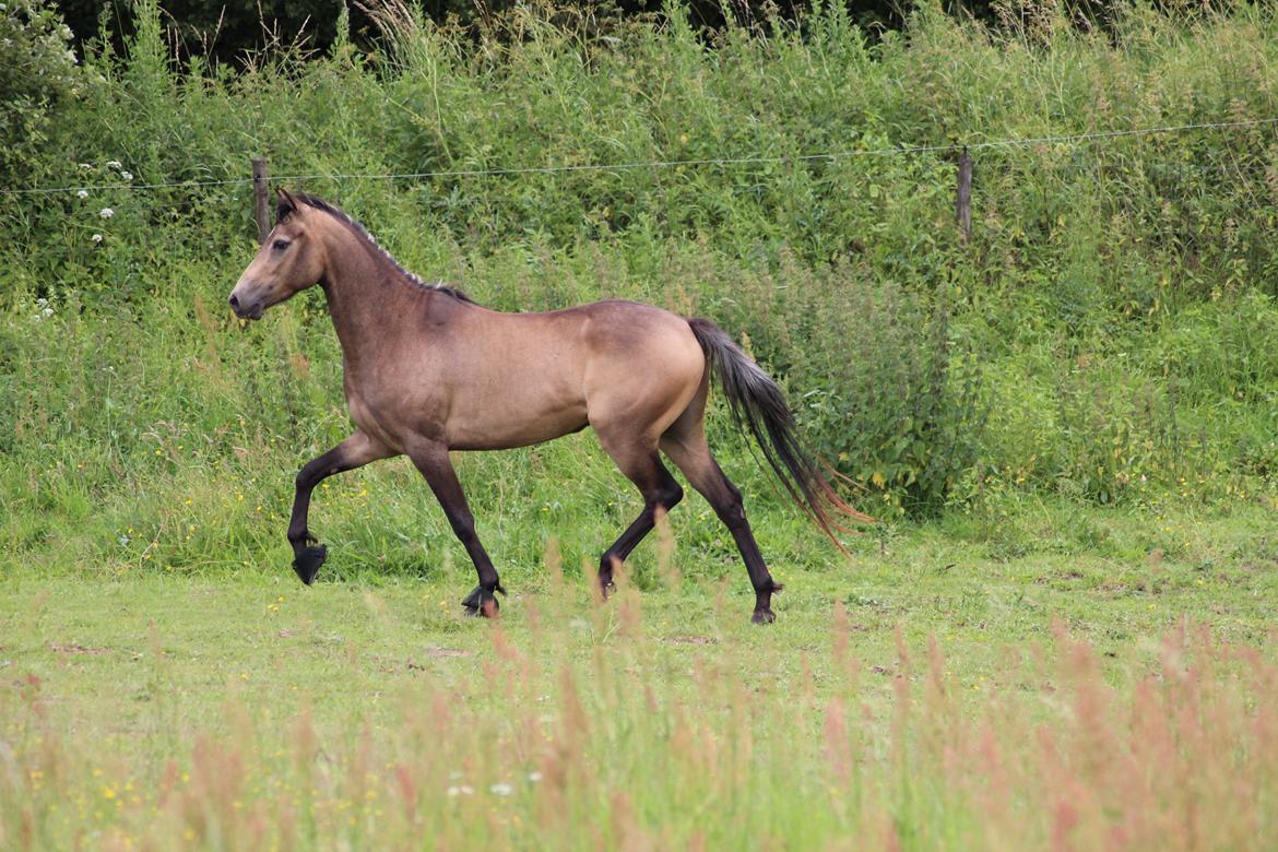 Welsh Partbred (Sec F) Aastrupgaards tornado billede 8