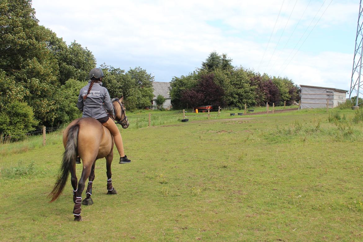 Welsh Partbred (Sec F) Aastrupgaards tornado billede 11