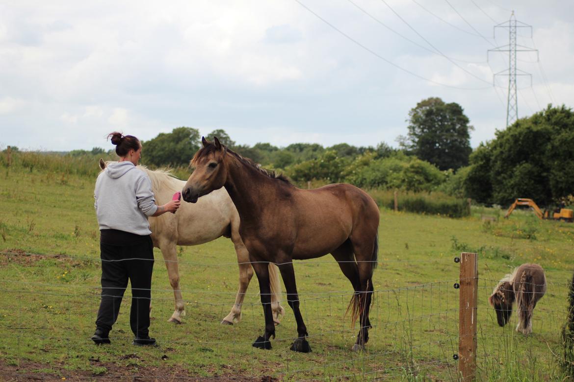 Welsh Partbred (Sec F) Aastrupgaards tornado billede 13