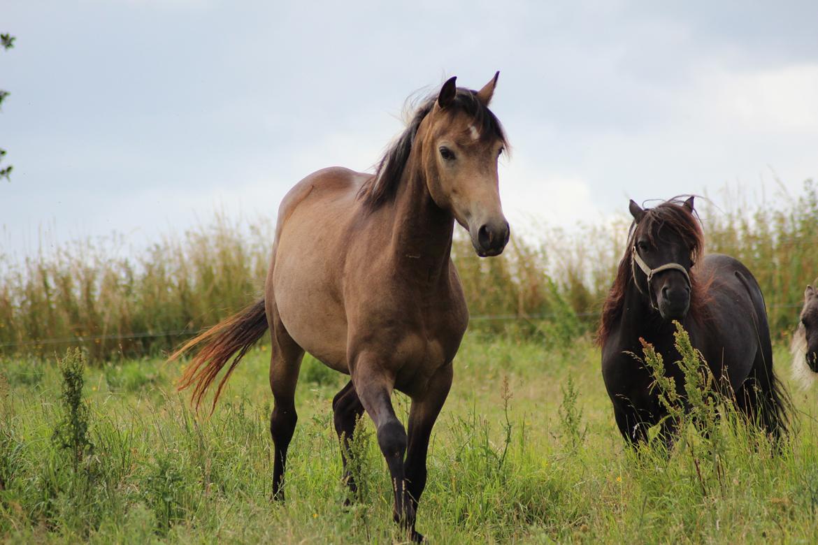 Welsh Partbred (Sec F) Aastrupgaards tornado billede 14