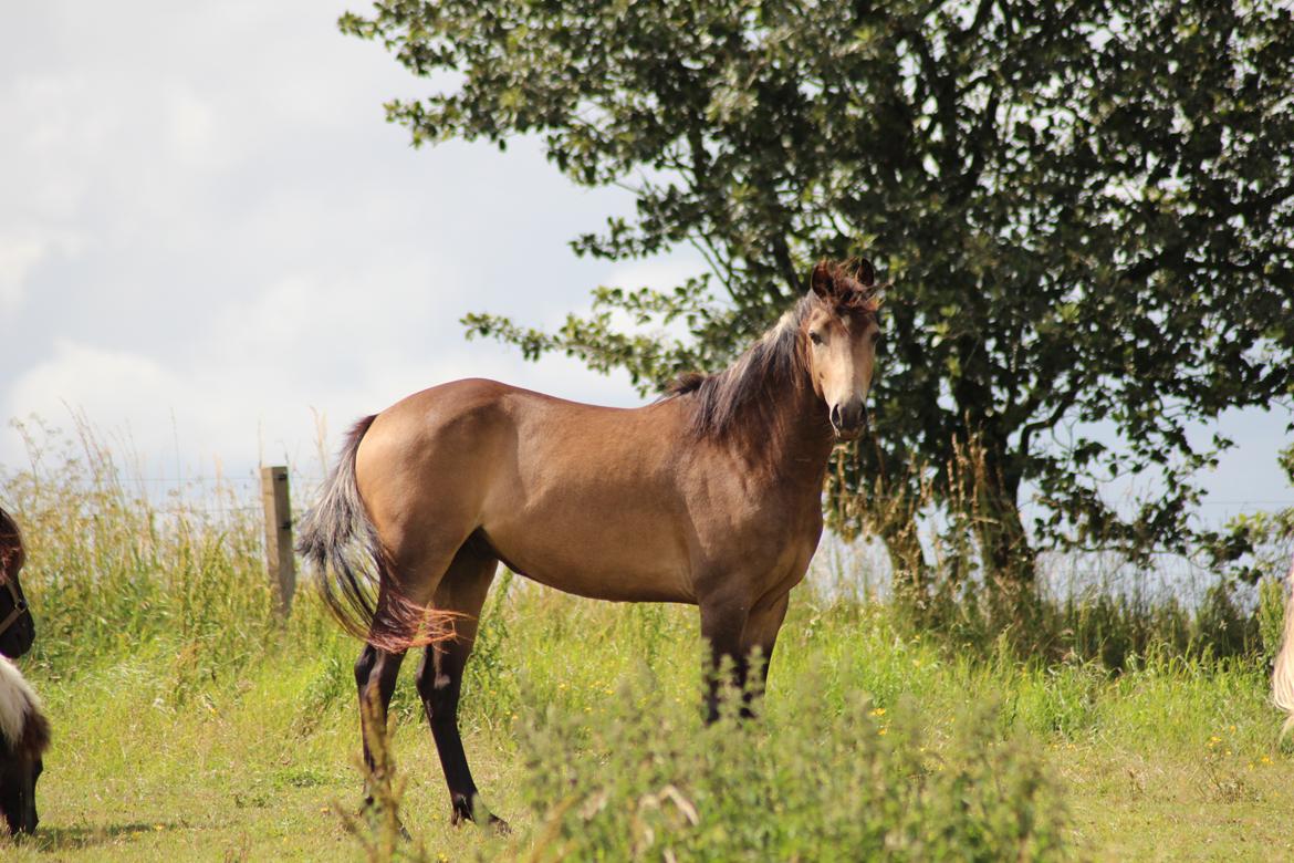 Welsh Partbred (Sec F) Aastrupgaards tornado billede 15