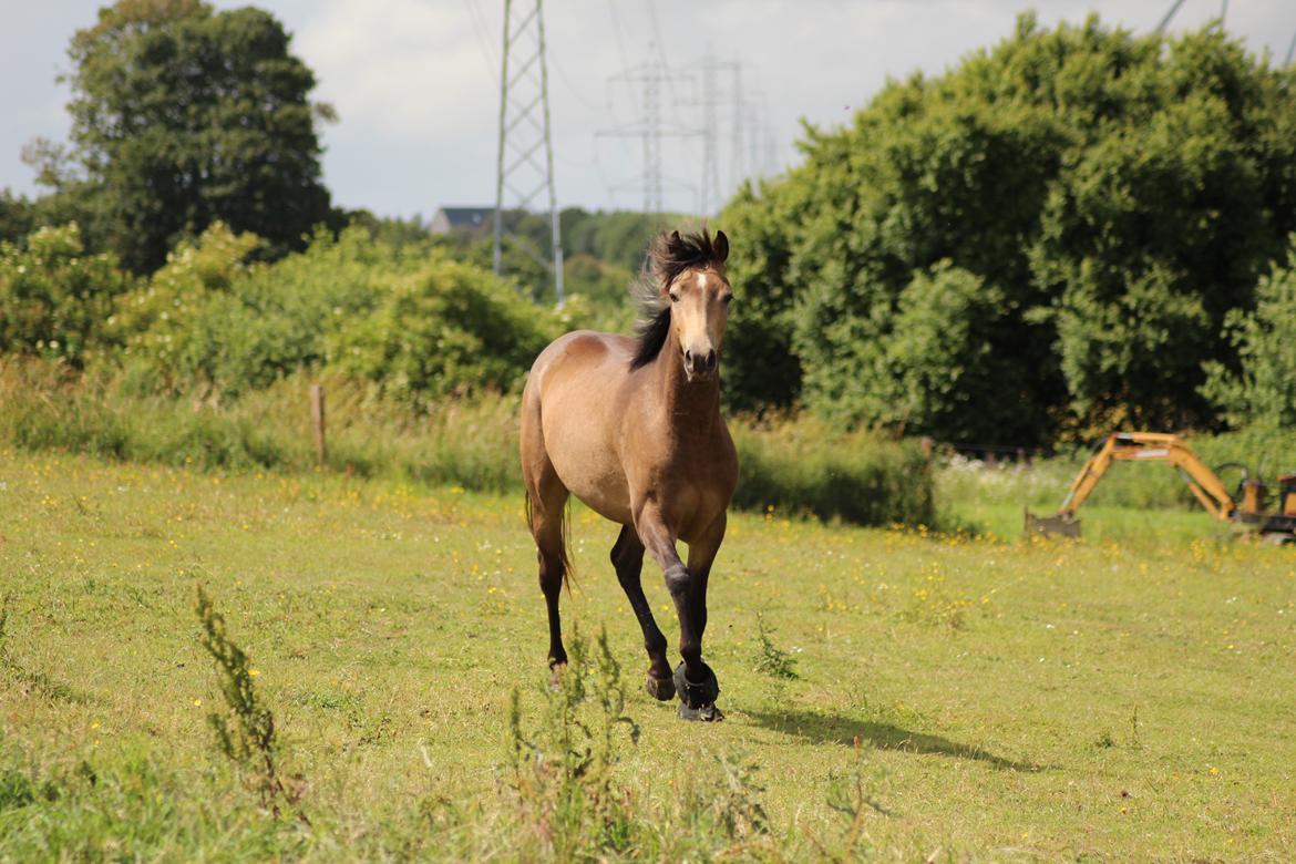 Welsh Partbred (Sec F) Aastrupgaards tornado billede 17