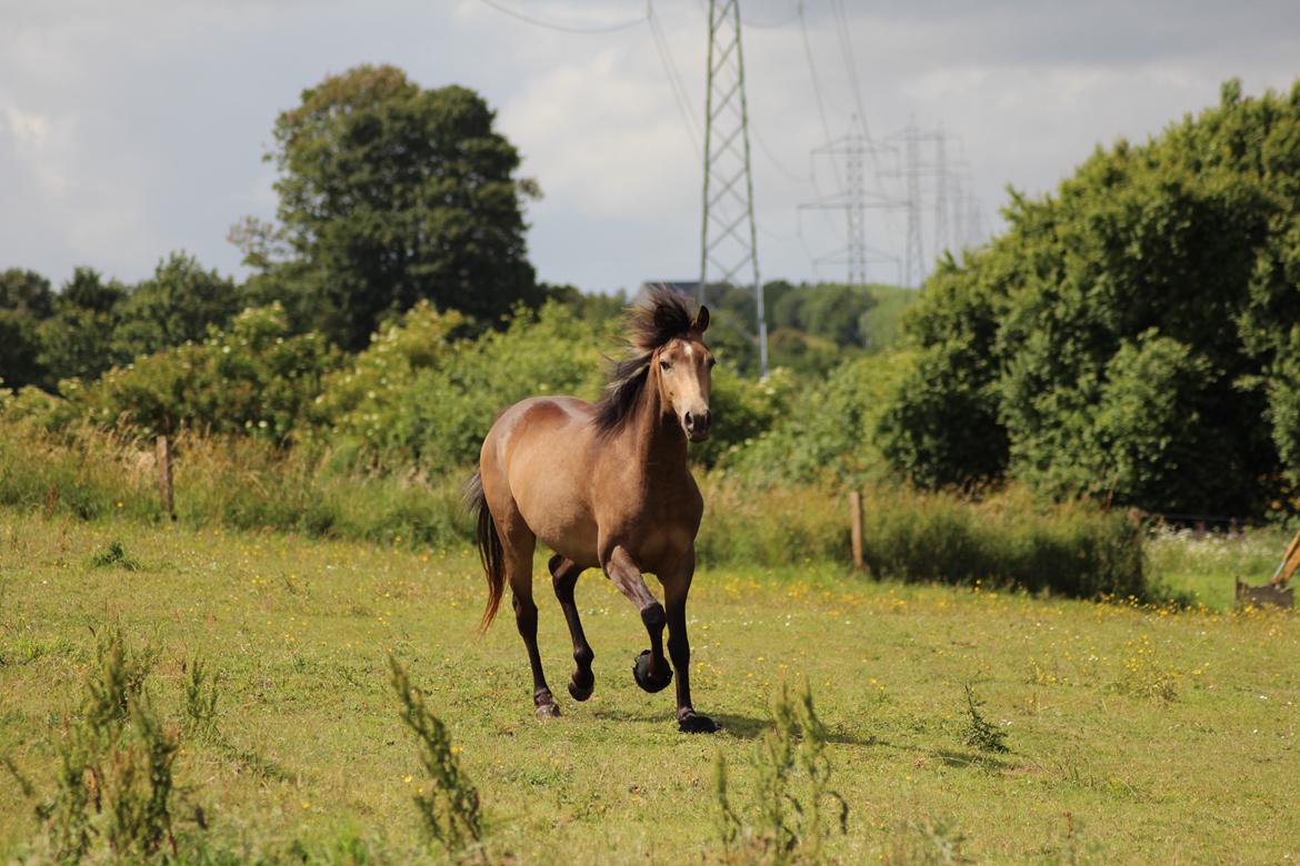 Welsh Partbred (Sec F) Aastrupgaards tornado billede 16