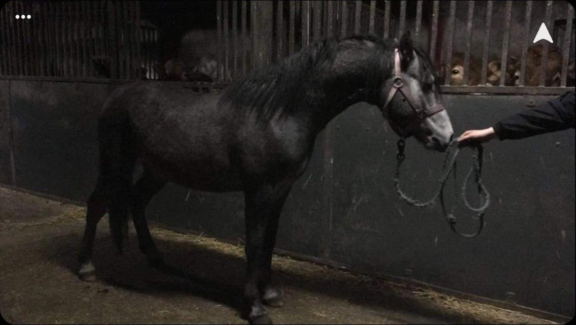 Welsh Pony (sec B) Bjerregårds Adagio billede 6