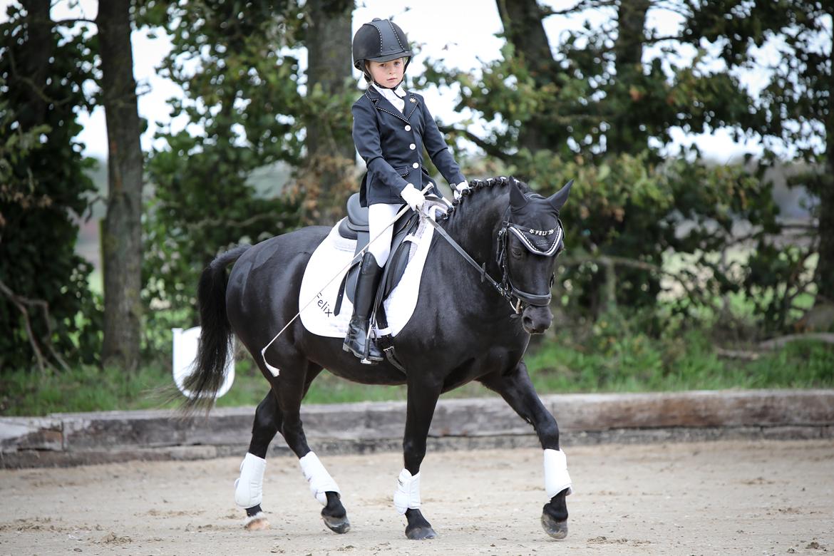 Anden særlig race Felix billede 36