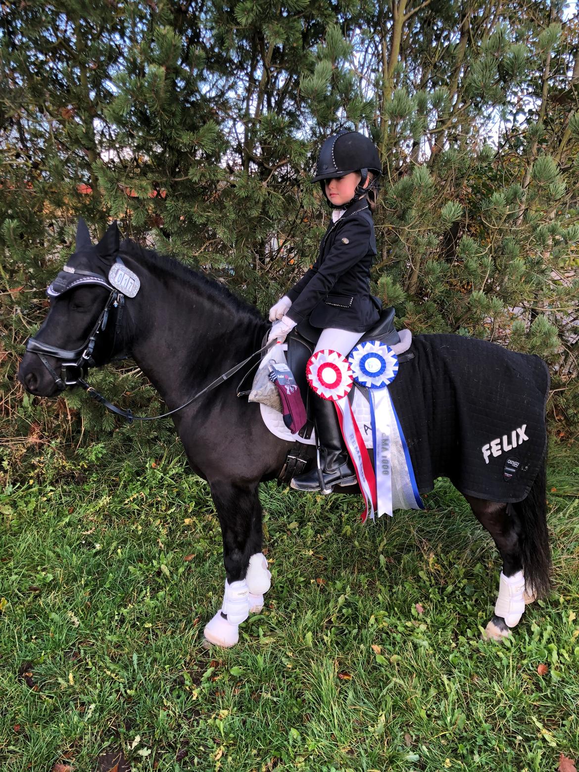 Anden særlig race Felix billede 38