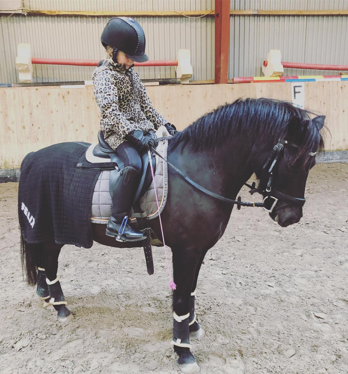 Anden særlig race Felix billede 39