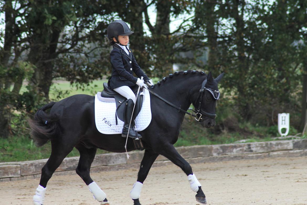 Anden særlig race Felix billede 41