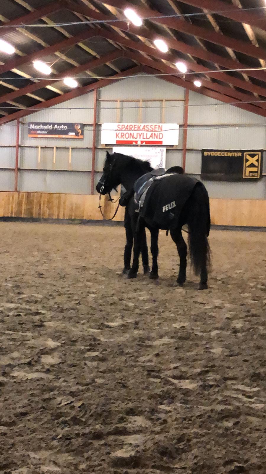 Anden særlig race Felix billede 42