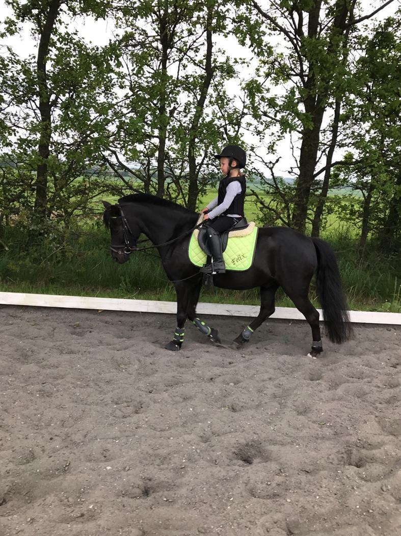 Anden særlig race Felix billede 47