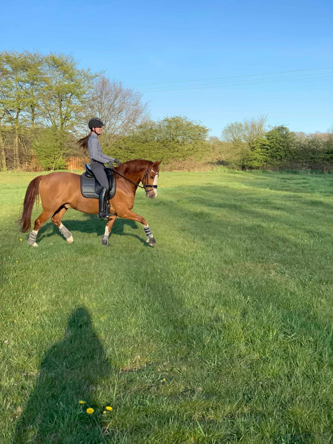 DSP New Moon  billede 2