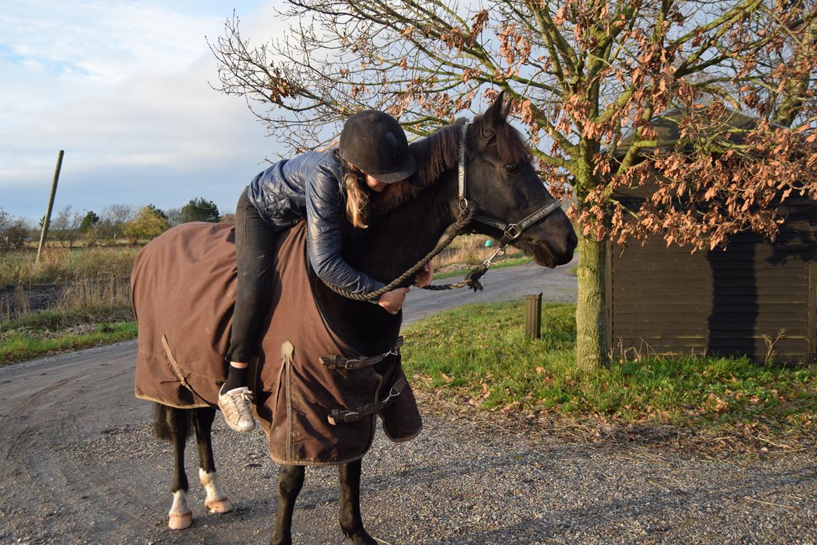 DSP Toftelunds Sweet Dancer billede 1