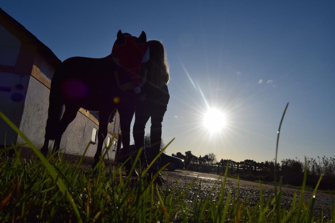 DSP Toftelunds Sweet Dancer billede 2