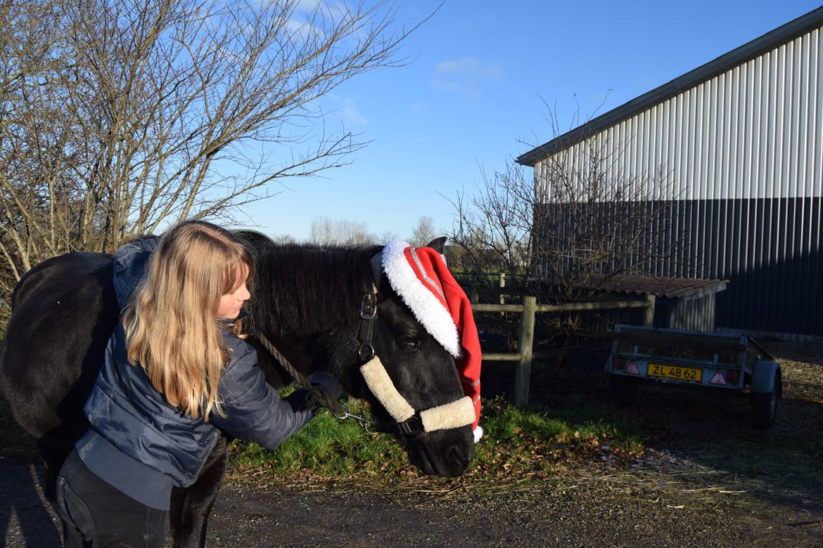 DSP Toftelunds Sweet Dancer billede 4