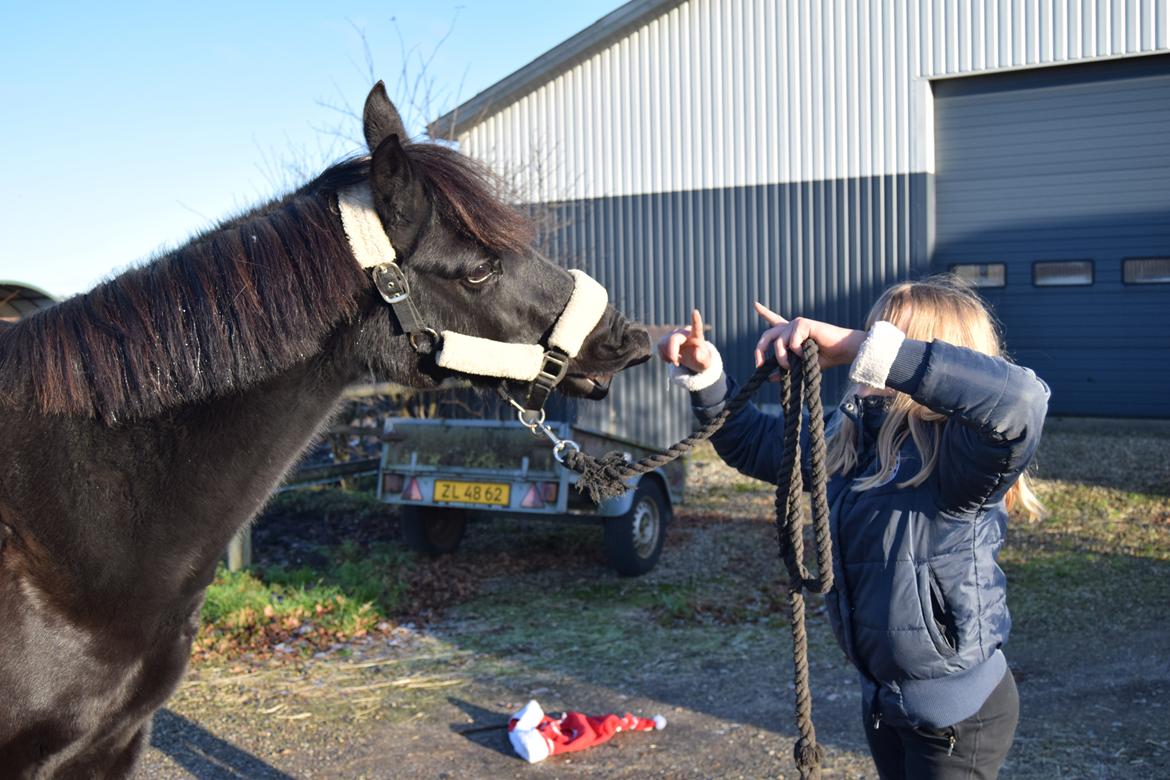 DSP Toftelunds Sweet Dancer billede 5