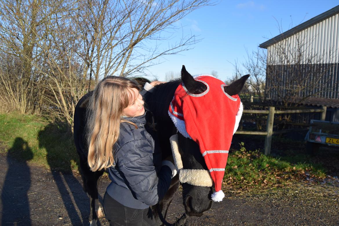 DSP Toftelunds Sweet Dancer billede 6