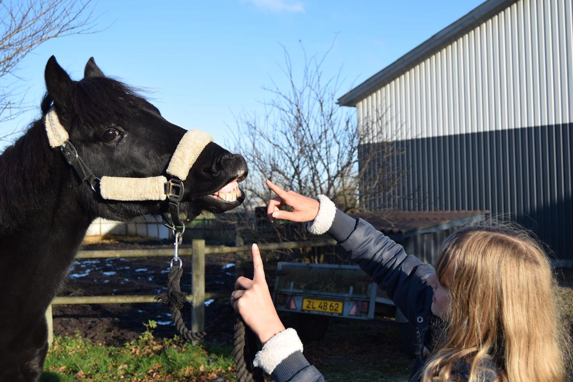 DSP Toftelunds Sweet Dancer billede 7