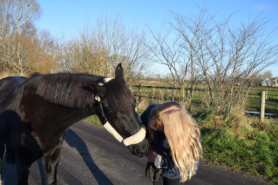 DSP Toftelunds Sweet Dancer billede 9