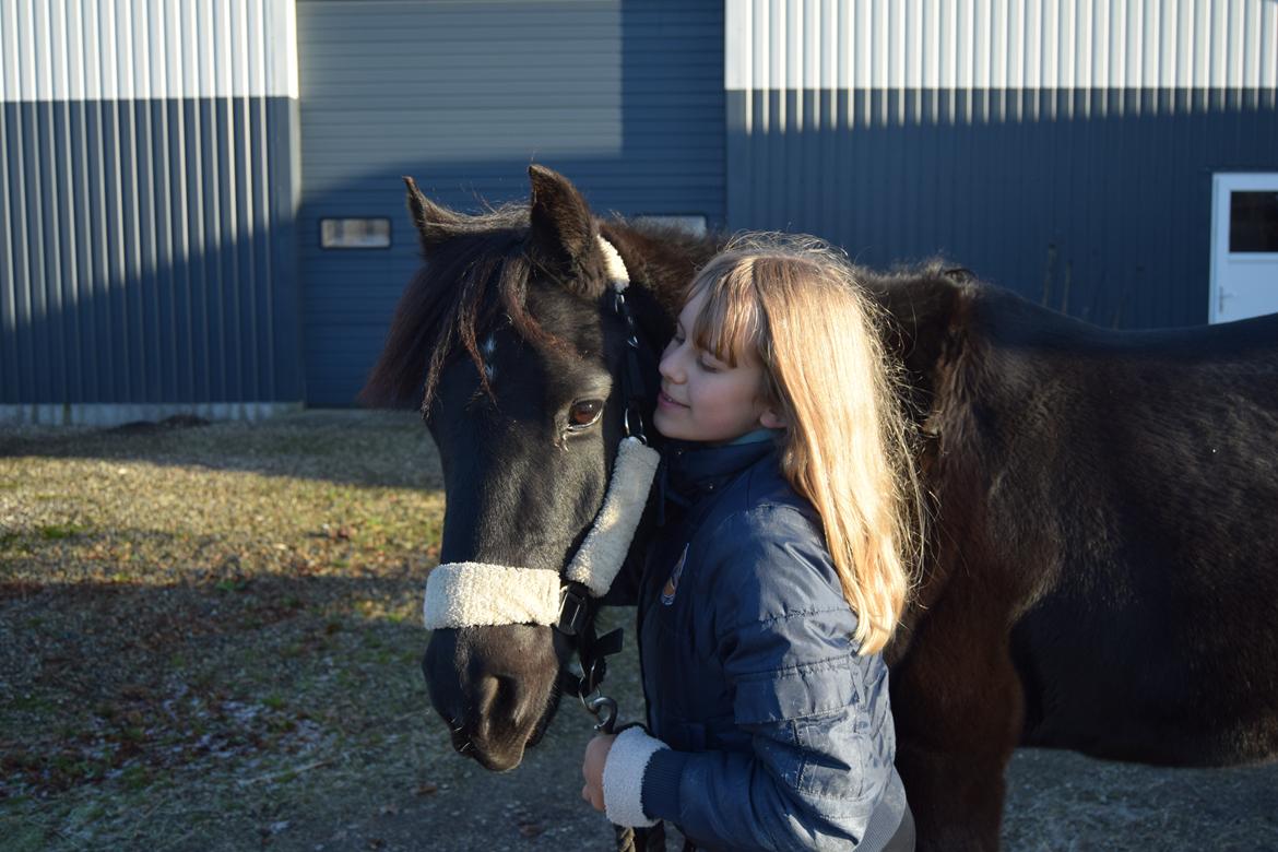 DSP Toftelunds Sweet Dancer billede 10