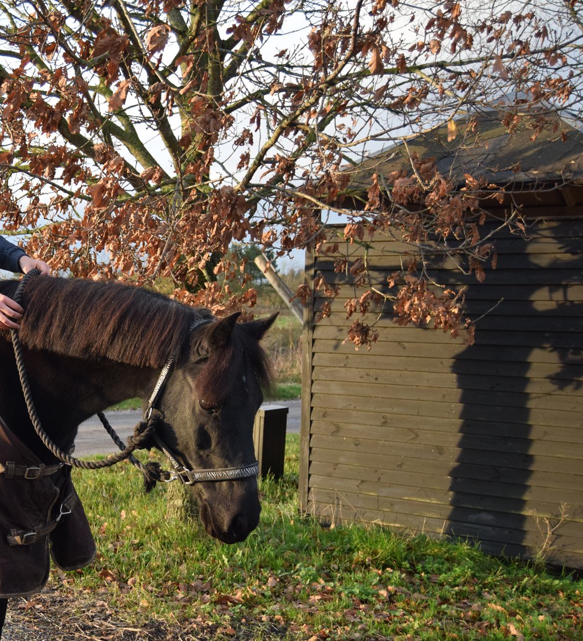 DSP Toftelunds Sweet Dancer billede 3