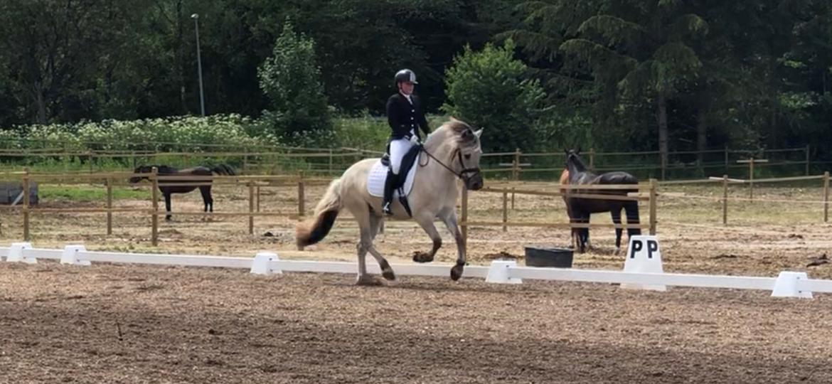 Fjordhest Valdemar billede 6