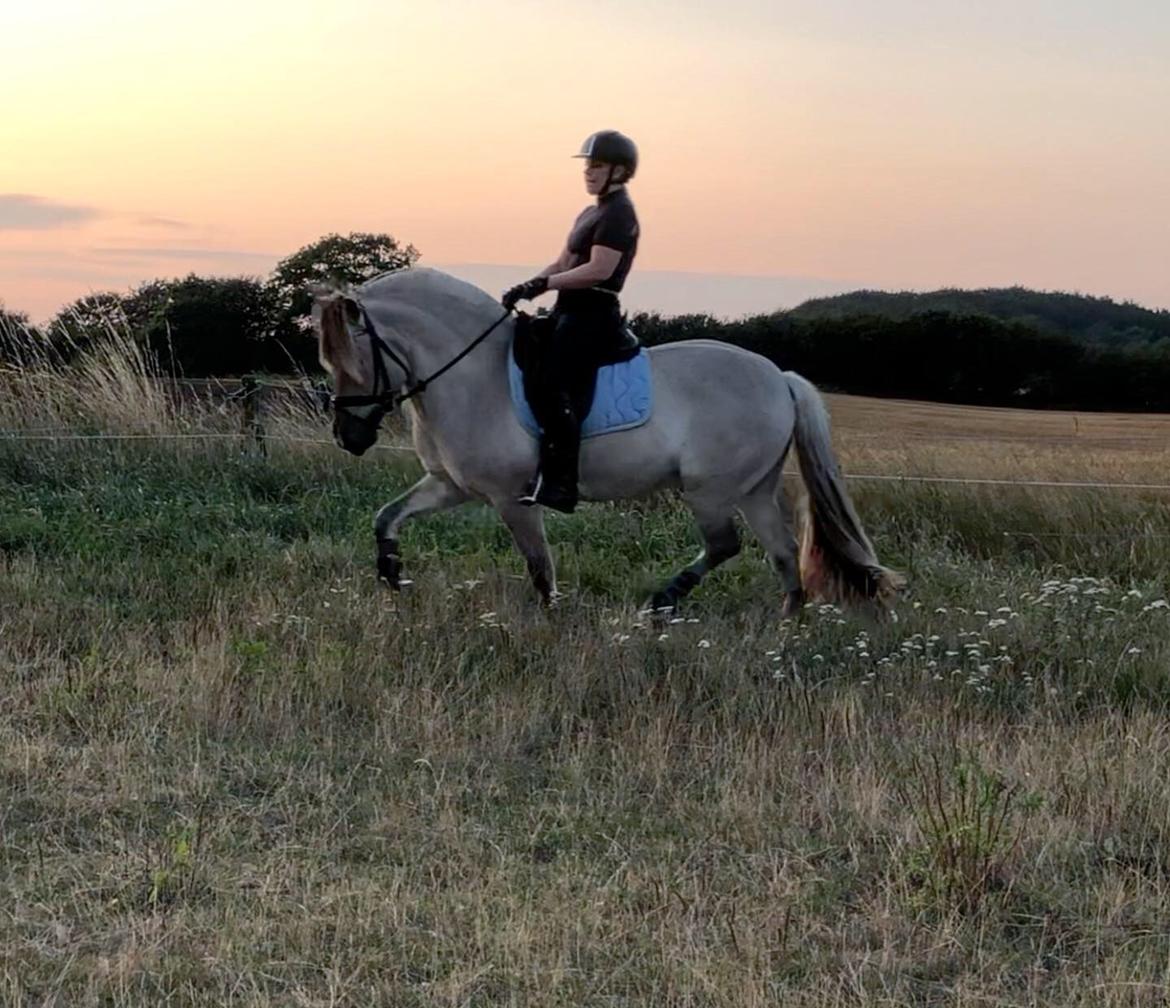 Fjordhest Valdemar billede 8