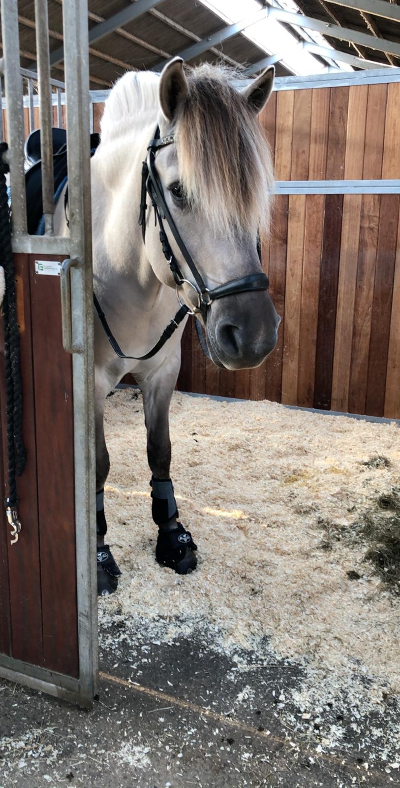 Fjordhest Valdemar billede 9