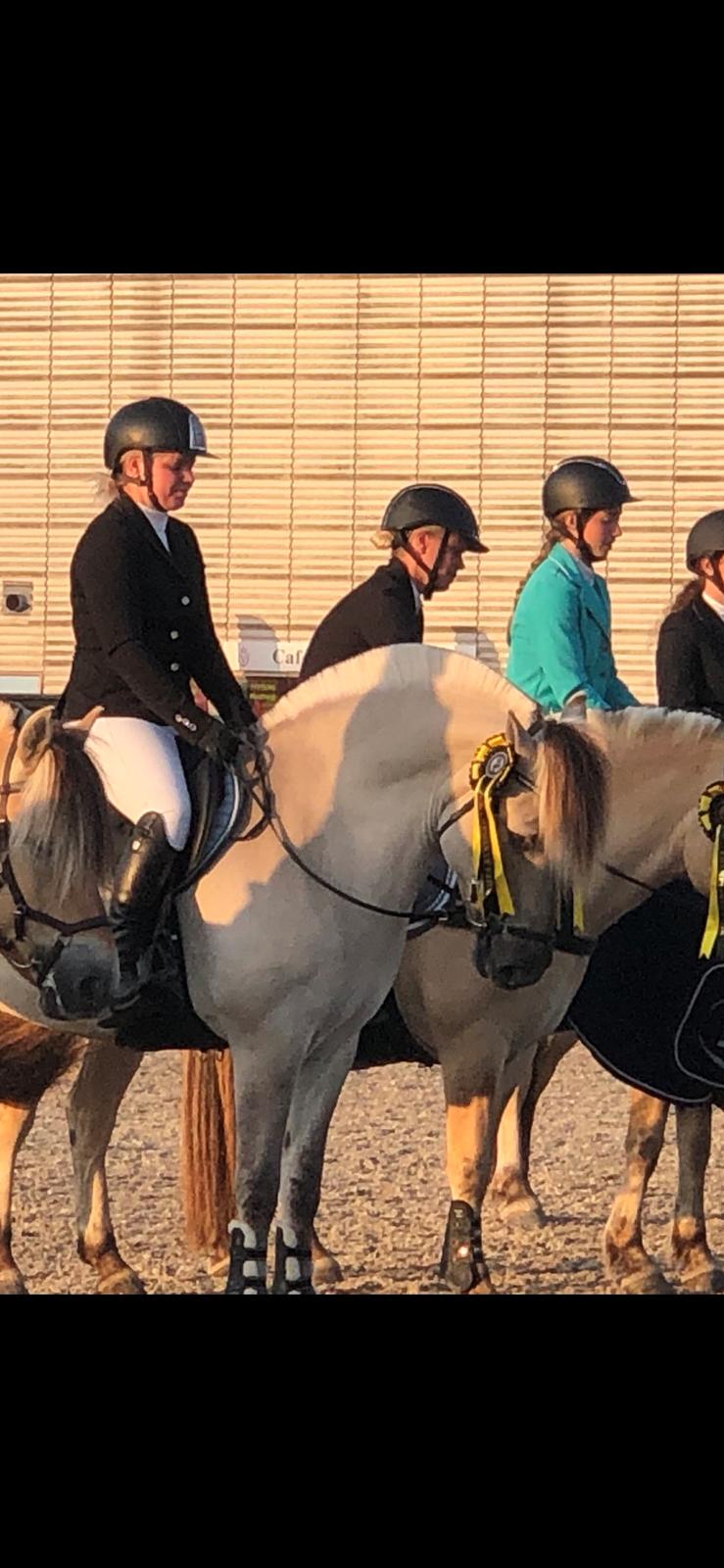 Fjordhest Valdemar billede 10