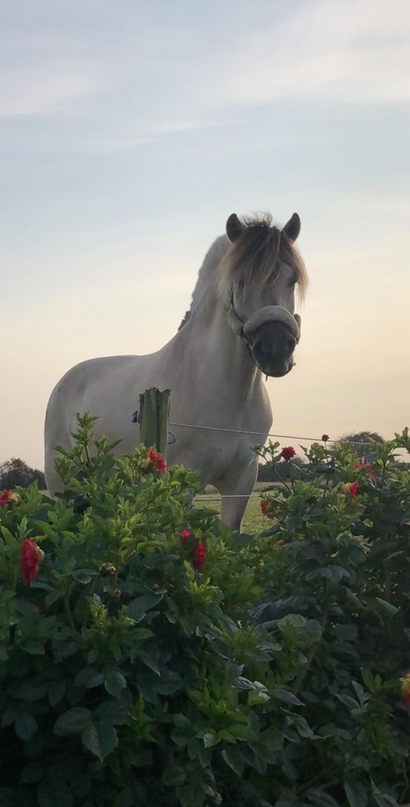 Fjordhest Valdemar billede 11