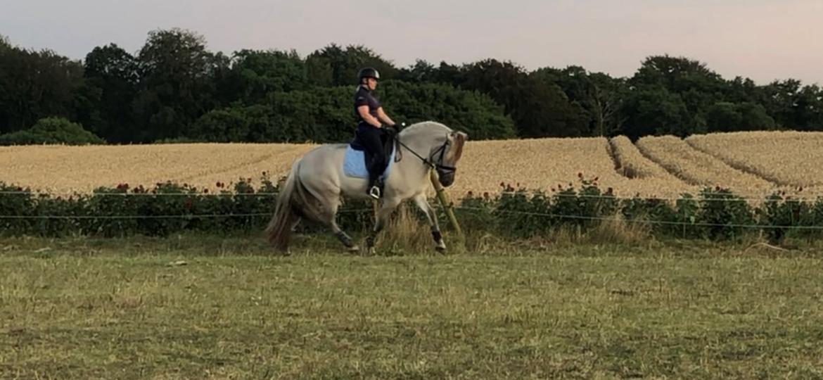 Fjordhest Valdemar billede 7