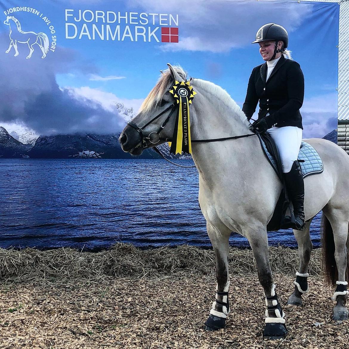 Fjordhest Valdemar billede 12