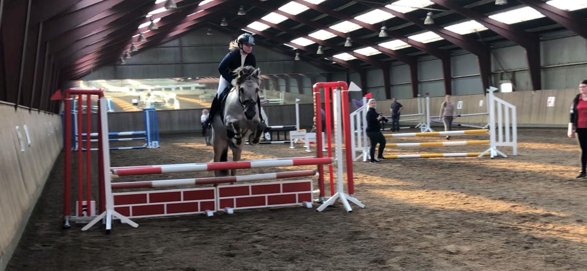 Fjordhest Valdemar billede 2