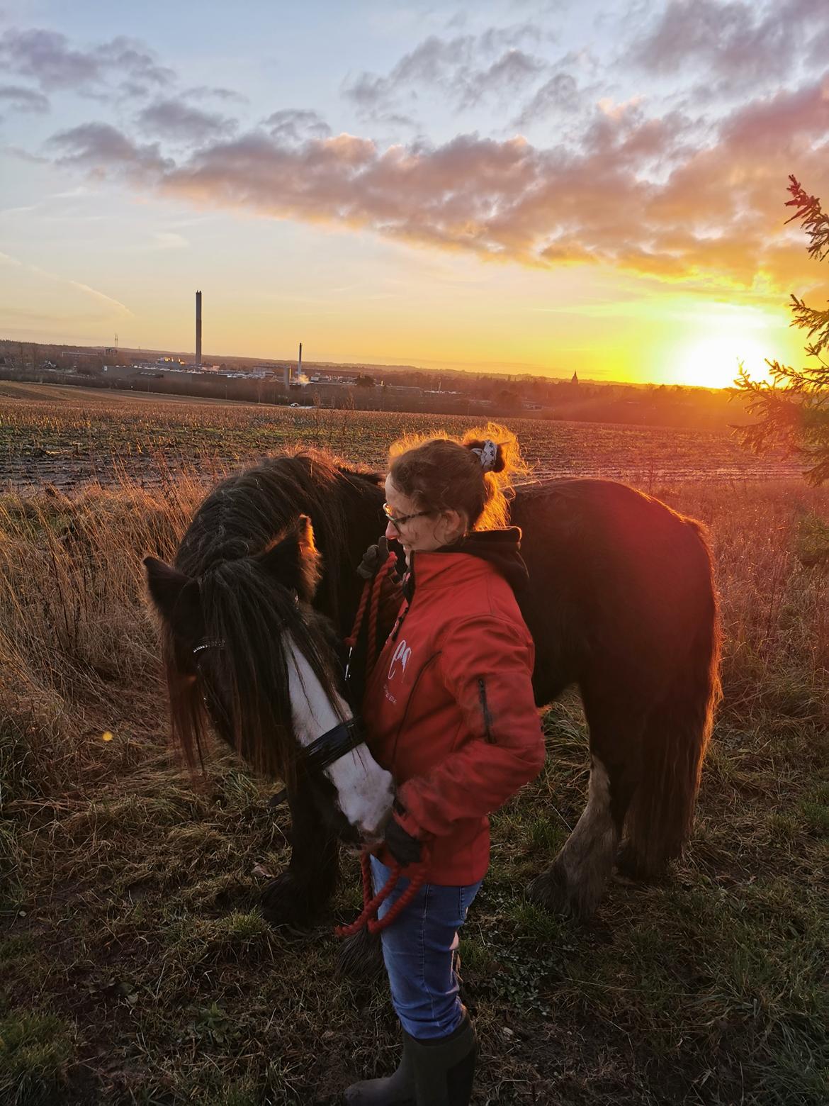 Irish Cob Stald Dalby's Tyrone - En smuk december dag <3  billede 17