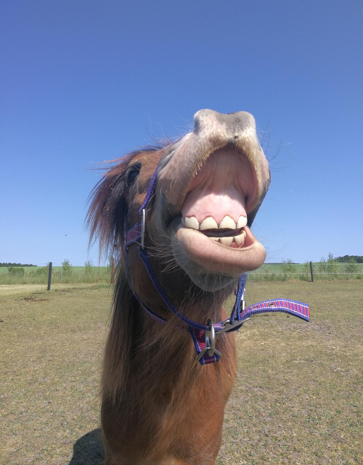 Irish Cob Lenders Winzent of Ireland - Smiiiiiiiil :-)  billede 9