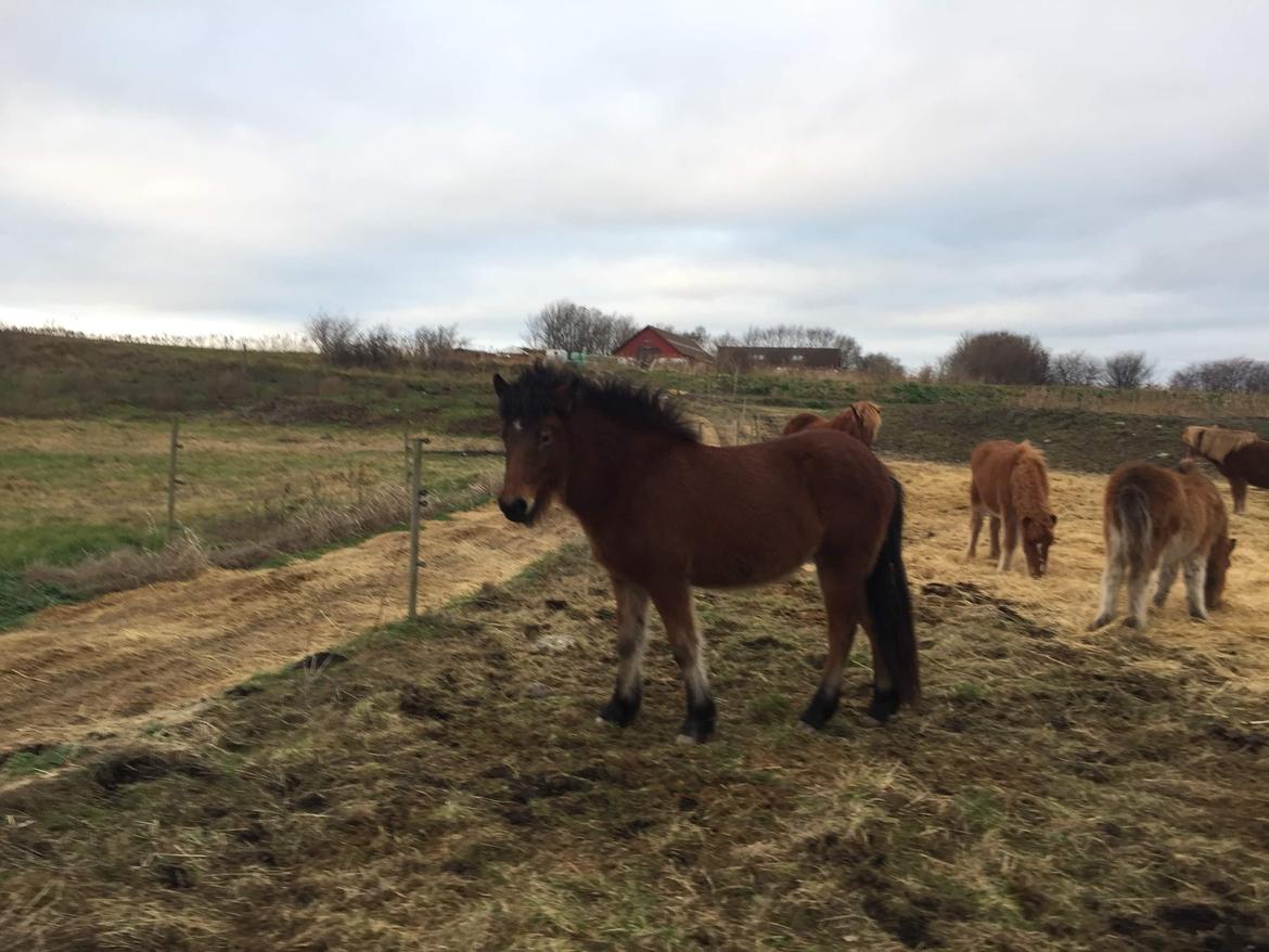 Islænder Saga fra Eggeslevmagle solgt billede 18