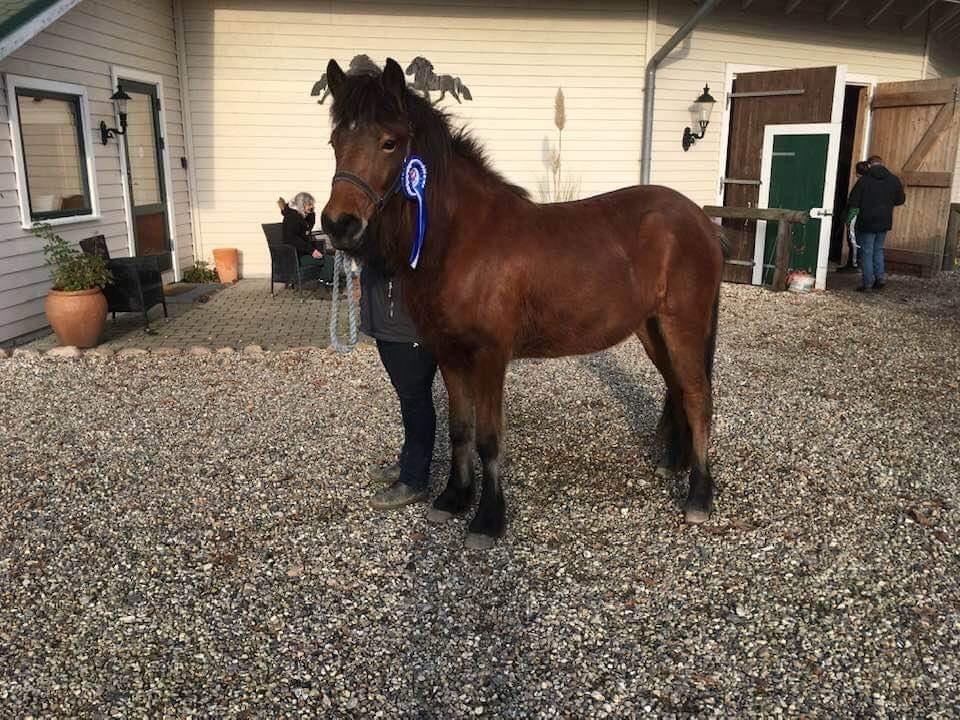 Islænder Saga fra Eggeslevmagle solgt billede 20