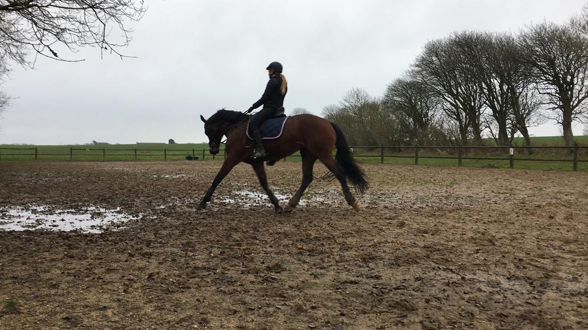 Dansk Varmblod Salsa billede 2