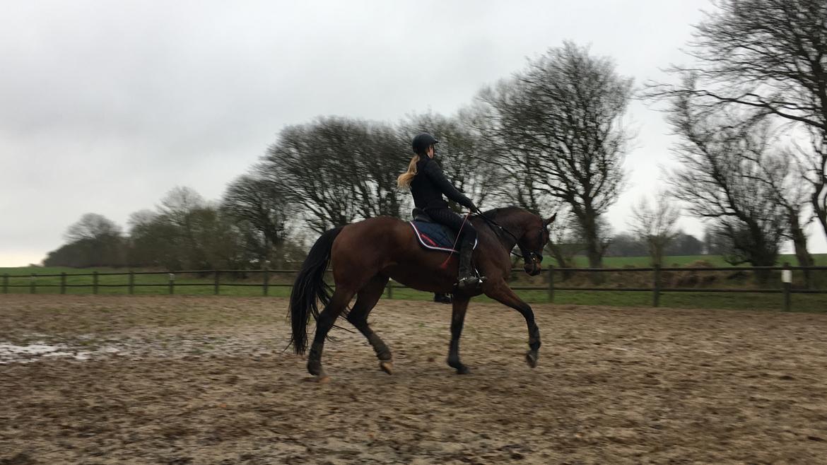 Dansk Varmblod Salsa billede 3