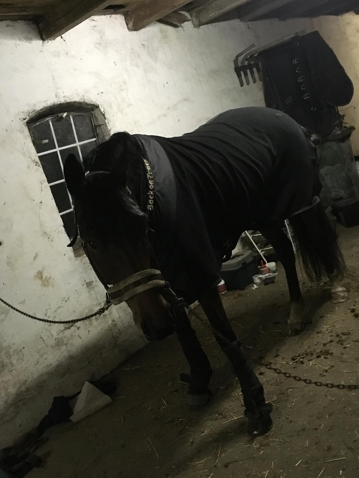 Dansk Varmblod Salsa billede 4