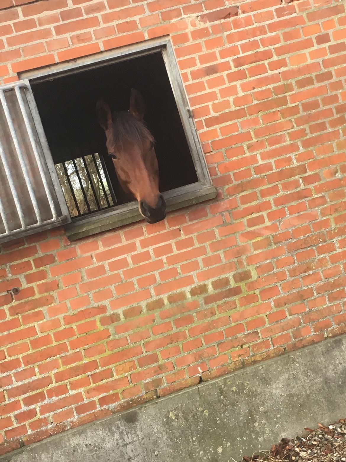 Dansk Varmblod Salsa billede 1