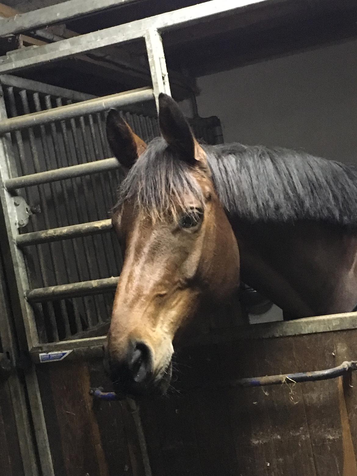 Dansk Varmblod Salsa billede 5