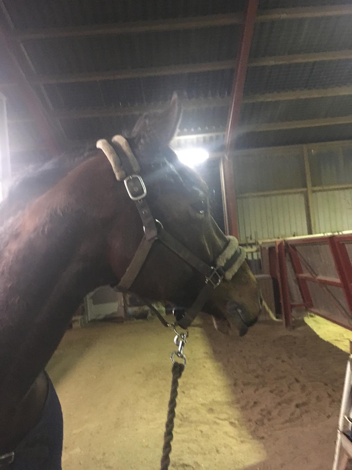 Dansk Varmblod Salsa billede 6