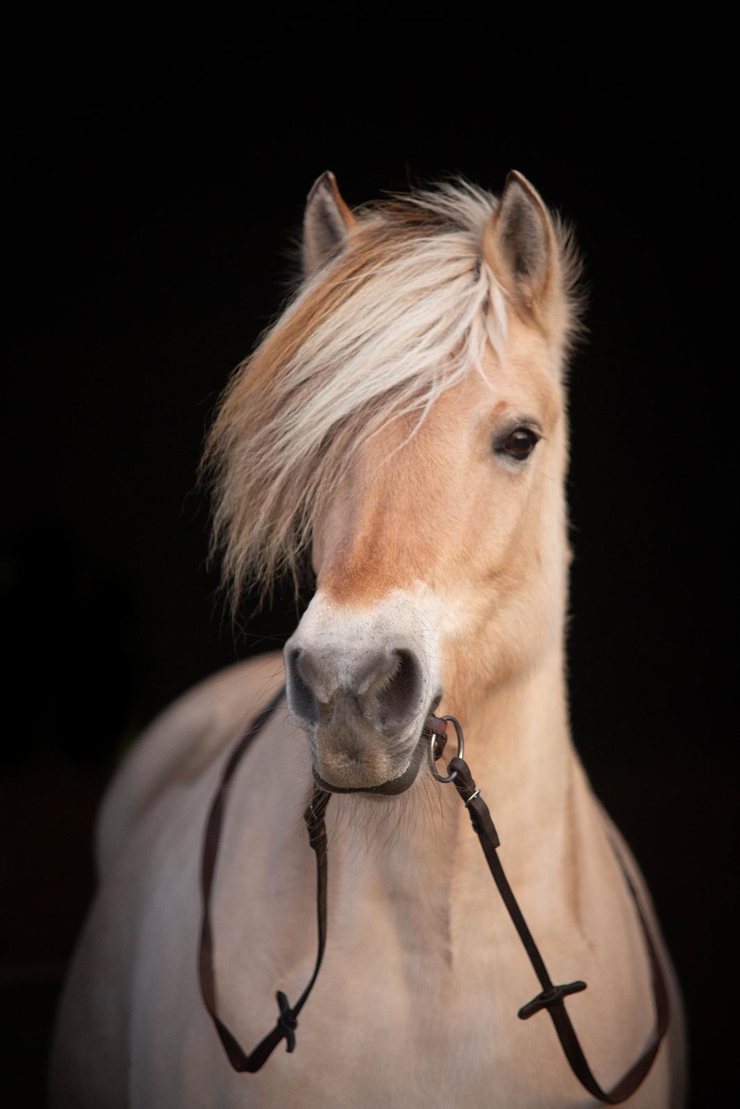 Fjordhest Zindi lærkedal - december 2019 billede 2