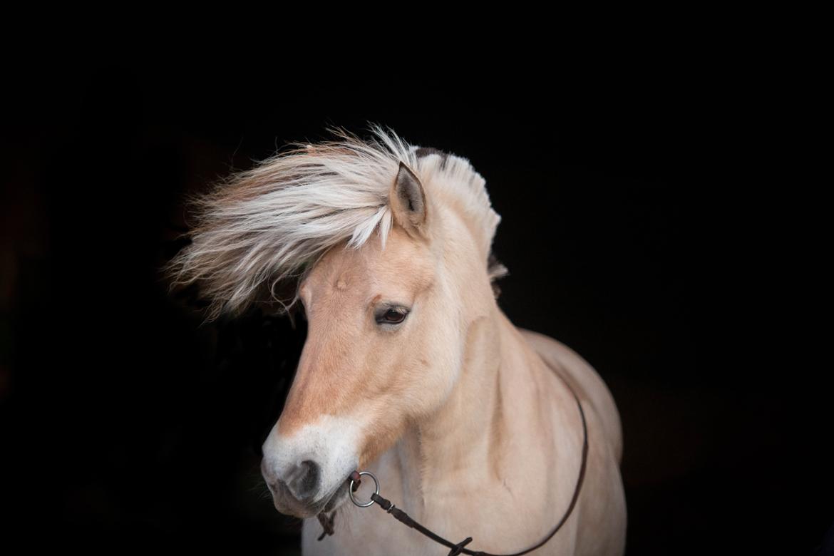 Fjordhest Zindi lærkedal - december 2019 billede 7