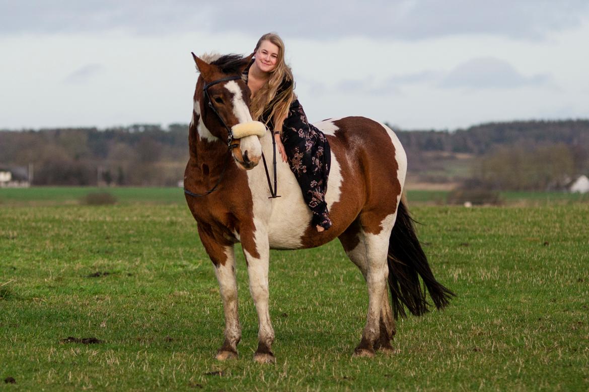 Anden særlig race Buller billede 18