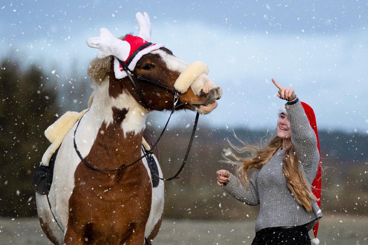 Anden særlig race Buller billede 16