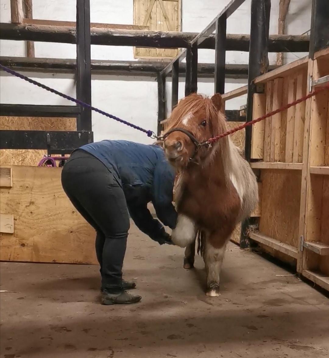 Shetlænder Overfussings Esmaralda - Solgt - Mit arbejde har givet pote, her får jeg lov til at rense hove, alt imens hun var helt afslappet! :-)  billede 13