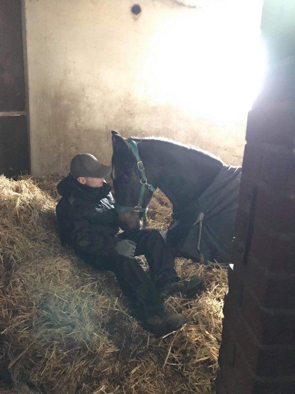 Dansk Varmblod Firenze gersdorf billede 5