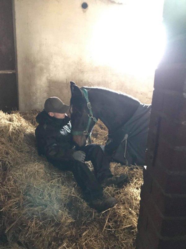 Dansk Varmblod Firenze gersdorf billede 7